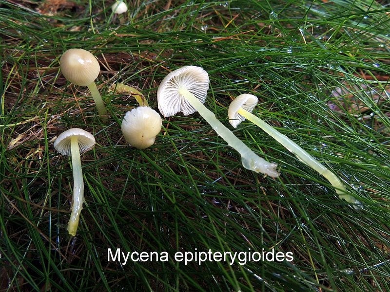 Mycena epipterygia var.epipterygioides-amf1335.jpg - Mycena epipterygia var.epipterygioides ; Syn: Mycena epipterygioides ; Nom français: Mycène proche d'epipterigia